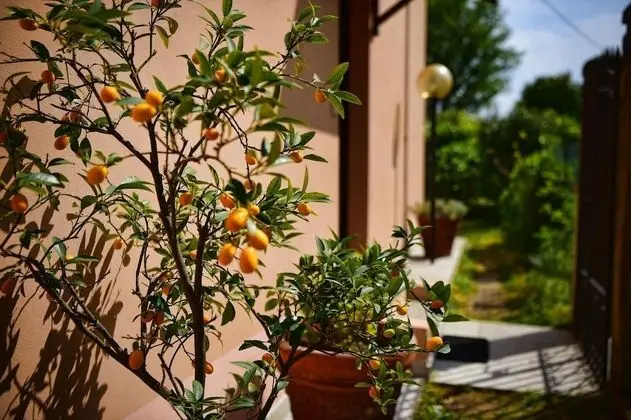 Easy Welcome Pescallo Mandarin