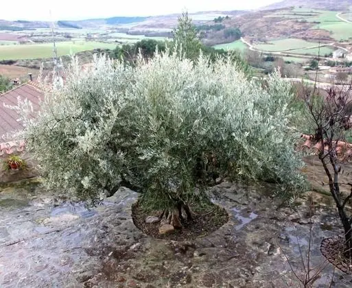 El Olivo de Sansol - Dış Mekan