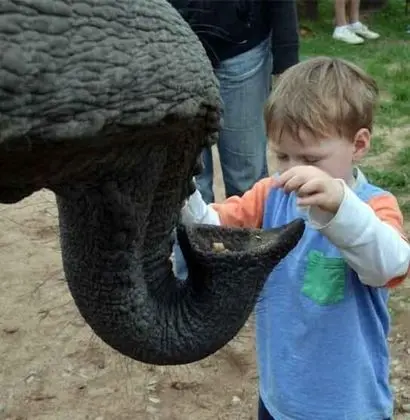 Elephant Country Guest House - Genel