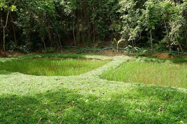 Elephant Jungle Sanctuary - Dış Mekan