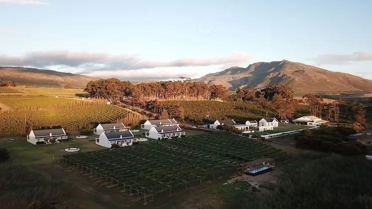 Endless Vineyards at Wildekrans Wine Estate - Öne Çıkan Resim
