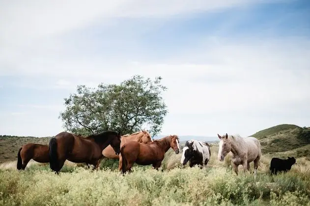 Estancia Acuarela del Rio