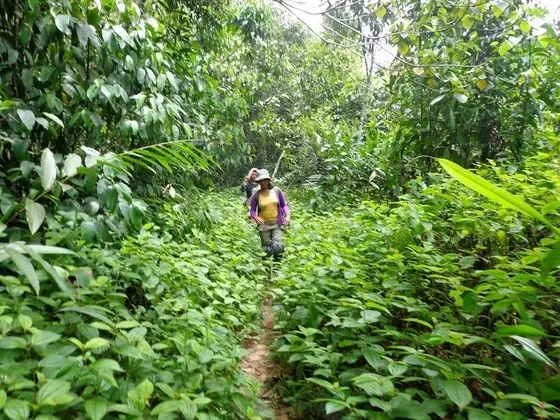 Explorer by Eco team - Sinharaja - Dış Mekan