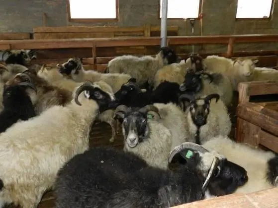 Farmer's Guest House - Dış Mekan