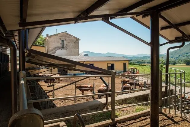 Fattoria Didattica La Collina Incantata - Dış Mekan