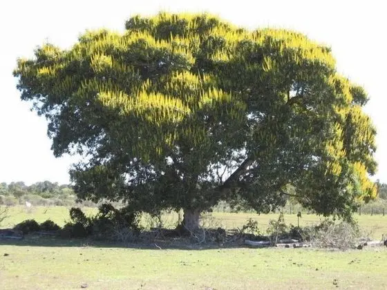Fazenda 4 Cantos - Dış Mekan