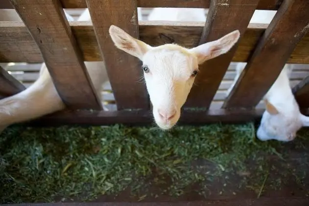 Fazenda Suica Le Canton