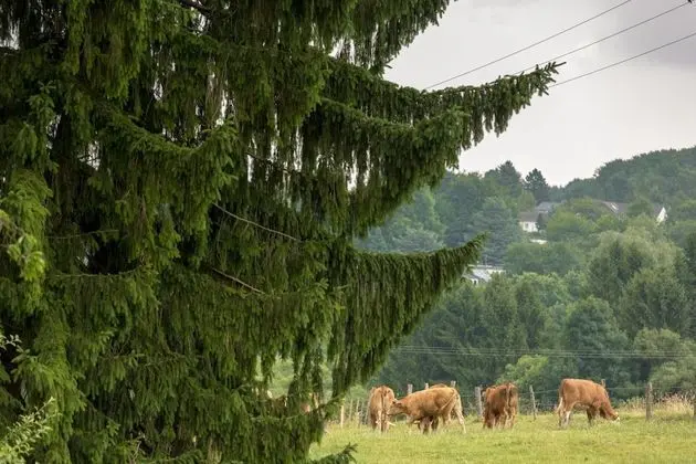 Ferienhaus Domblick Herkenrath - Dış Mekan