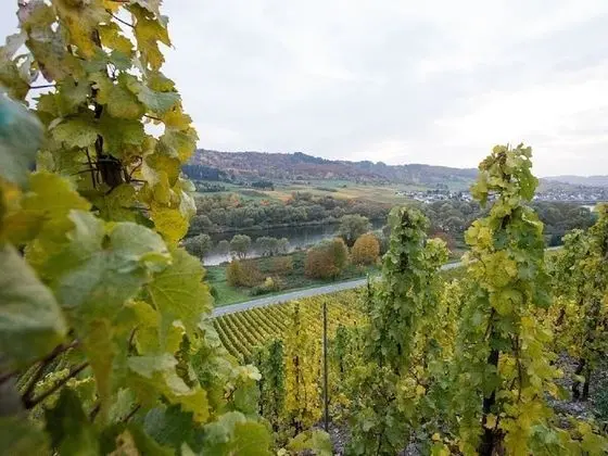 Ferienwohnung-vinothek Keifer Kinheim - Mülk Olanakları