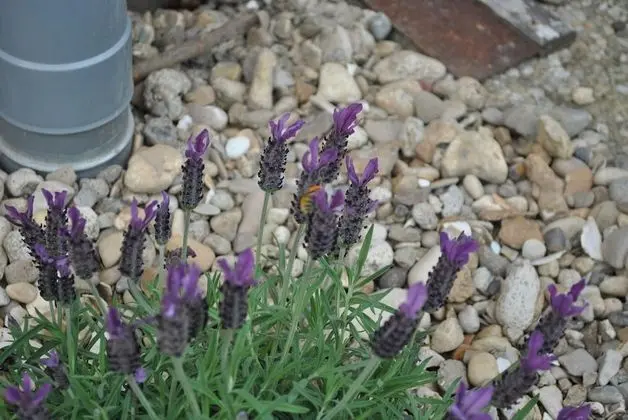Ferme de la Lande - Chambre d'Hôtes