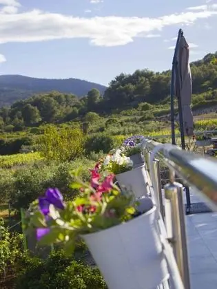 Filip - Vineyard and Large Terrace - SA2 Rozi - Oda