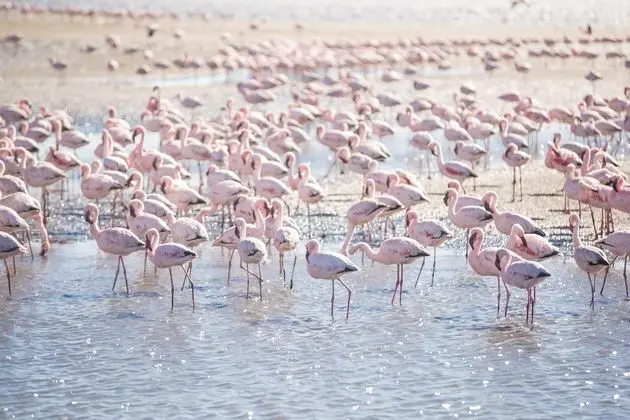 Flamingo Villa Boutique Hotel - Plaj