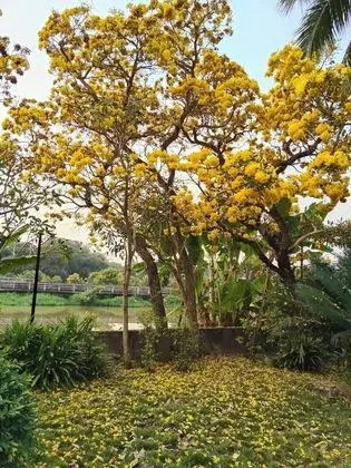 Floral Hotel Sheik Istana Chiangmai - Dış Mekan