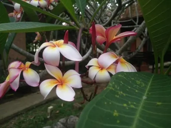 Floraville Phuket Resort - Dış Mekan