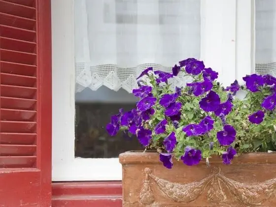 Flower Pot Complex - Dış Mekan
