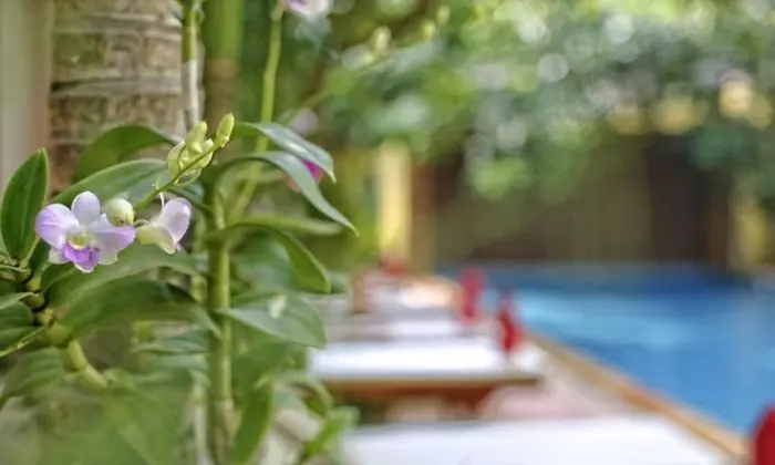 Forest King Hotel - Havuz