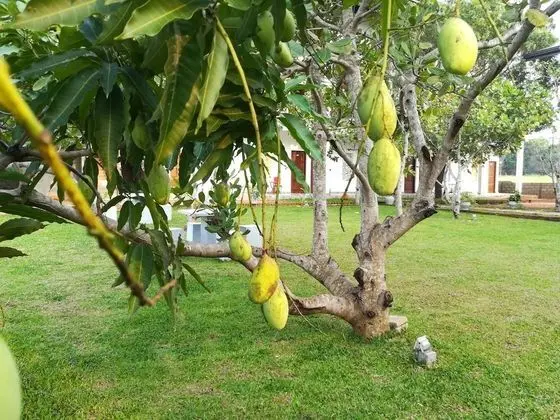 Four Points Resort - Anuradhapura - Dış Mekan