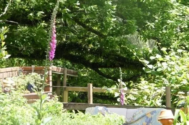 Foxgloves Bed and Breakfast - Dış Mekan