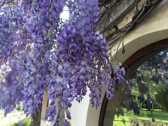 Villa Franciana - Dış Mekan