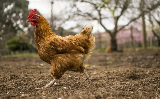 Freshwater Creek Cottages and Farm Stay - Dış Mekan