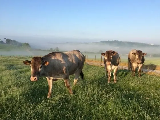 Gallops Farm Holiday Cottages - Genel