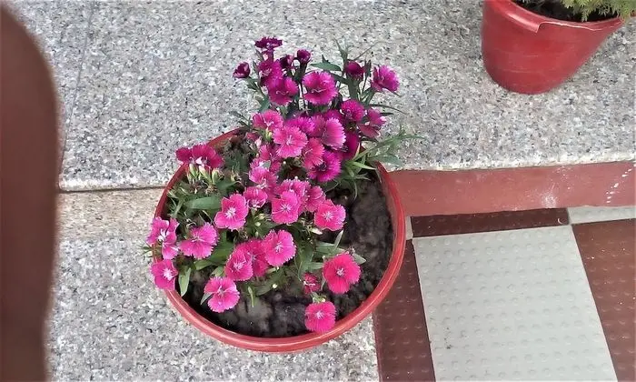 Hotel Ganesha Inn Ganga View - Dış Mekan