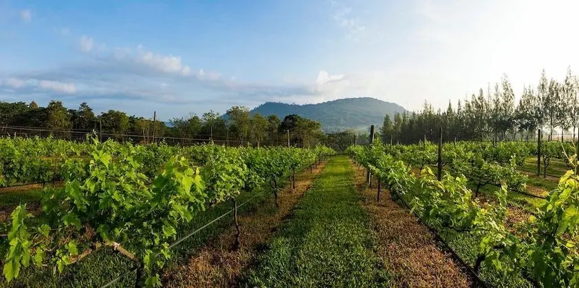 Village Farm & Winery - Dış Mekan