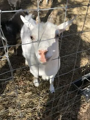 Gingershack Farms - Dış Mekan