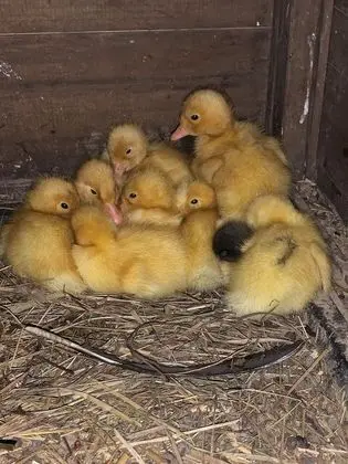 Gingershack Farms - Dış Mekan