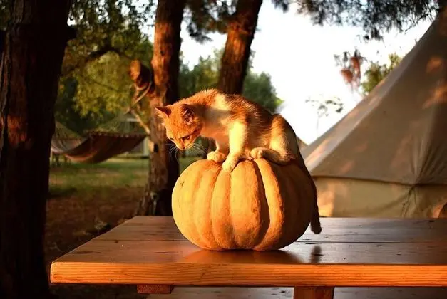 Glamping at a Lovely Tent in Skiaxtro- Marathopoli - Genel