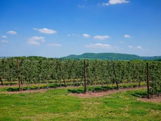 Glewstone Court Country House Hotel - Dış Mekan