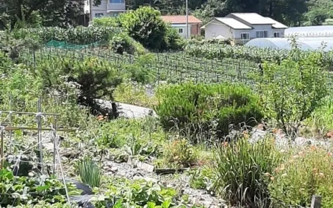 Goesan Byeolbitsanmagi Pension - Misafir Tesisleri ve Hizmetleri