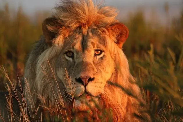 Gondwana Game Reserve