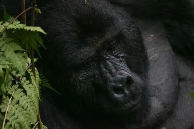 Gorilla Safari Lodge - Spa