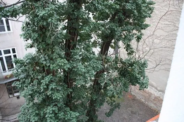 GoVienna Homelike City Apartment - Oda Manzaraları