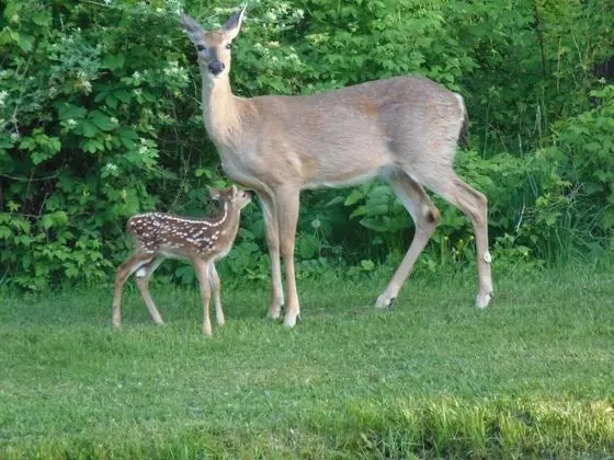 Greenwoods Bed & Breakfast Inn