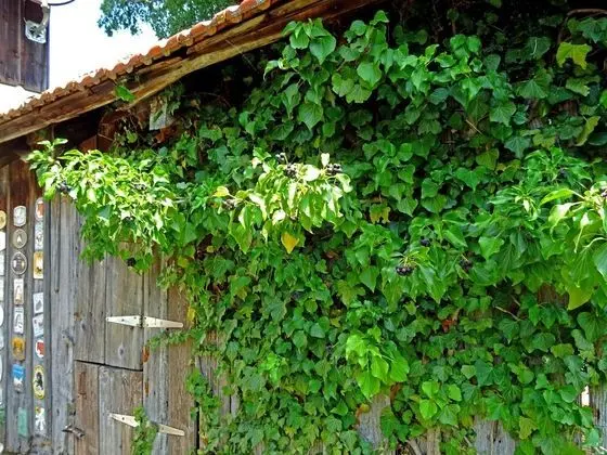 Guesthouse la Molière - Dış Mekan