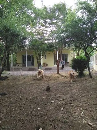 Guests & Dogs House Hale Ilio - Öne Çıkan Resim