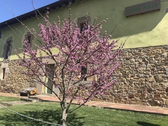 Gure Naia - Öne Çıkan Resim