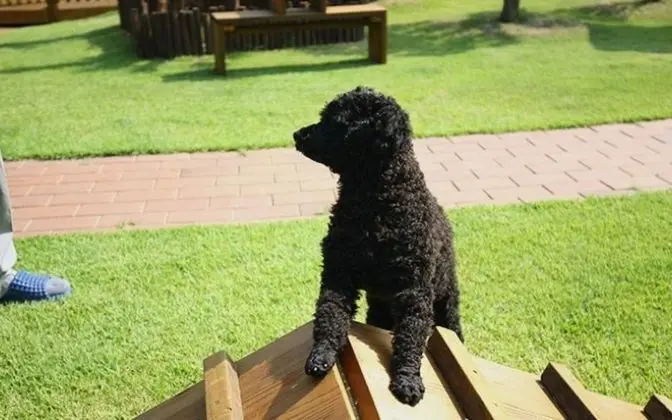 Gyeongju Novios Pets Friendly Pension - Misafir Tesisleri ve Hizmetleri