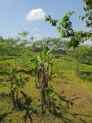 Villa Hati Indah - Dış Mekan
