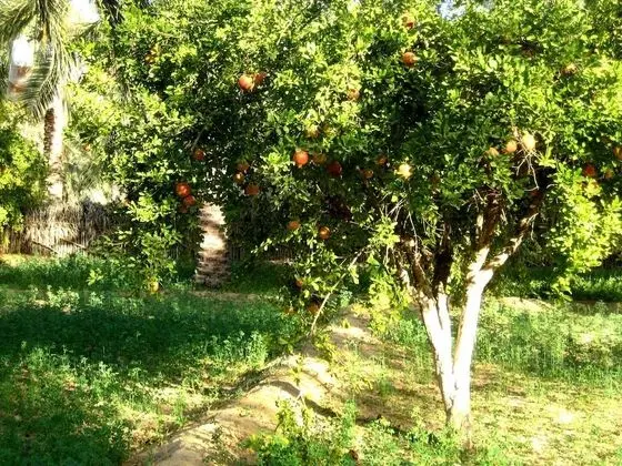 Hébergement Proche de Désert à Douz - Dış Mekan