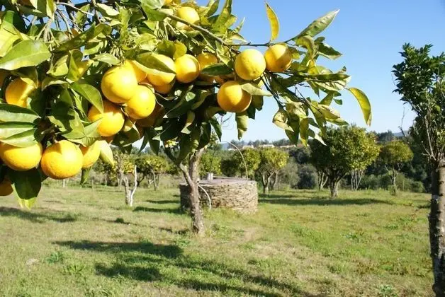 Herdade Do Freixial - Oda