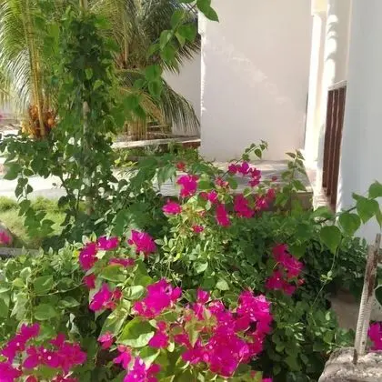 Heritage Retreat Bungalows - Dış Mekan