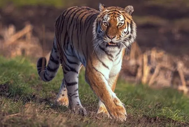 Hex Hotel at Yorkshire Wildlife Park - Dış Mekan