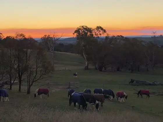 High Country Trail Rides & Farm Stay