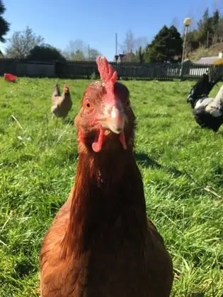 Highland Croft - Dış Mekan