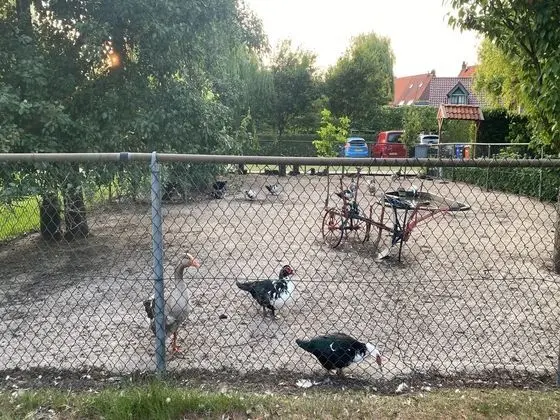 Holiday Home in Bergen op Zoom With Garden - Genel