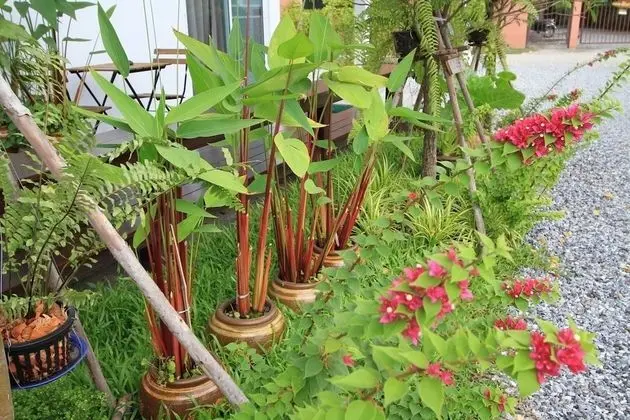 HomeMi Houses Homestay - Dış Mekan