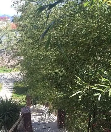Hotel Homey Kobuleti - Dış Mekan